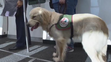 超萌！五隻小狗遊機場 接受輔助犬訓練