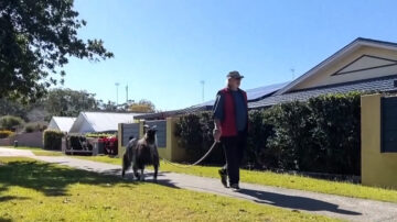 长角的“狗狗” 山羊本吉澳洲享受惬意生活