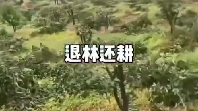 中共「退林還耕」繼續 即將收穫的果園全毀（視頻）