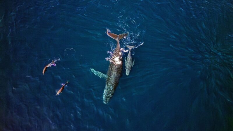 離奇意外 澳洲鯨魚躍出海面頂翻小艇釀1死1傷