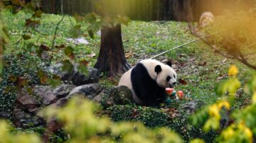 众国拒绝续租 中共“熊猫外交”走到尽头