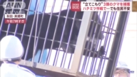 日本熊出没 秋田4人遭袭 新干线一度停驶