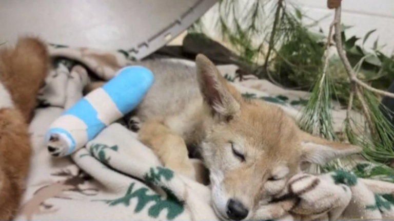 大難不死有後福 美國小郊狼獲救 迎幸福生活