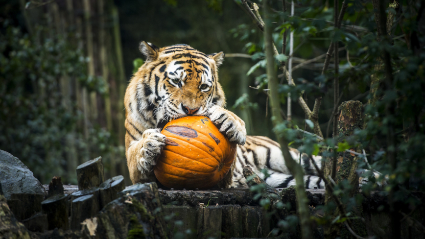 動物園迎萬聖節 老虎吃南瓜技巧完勝大象