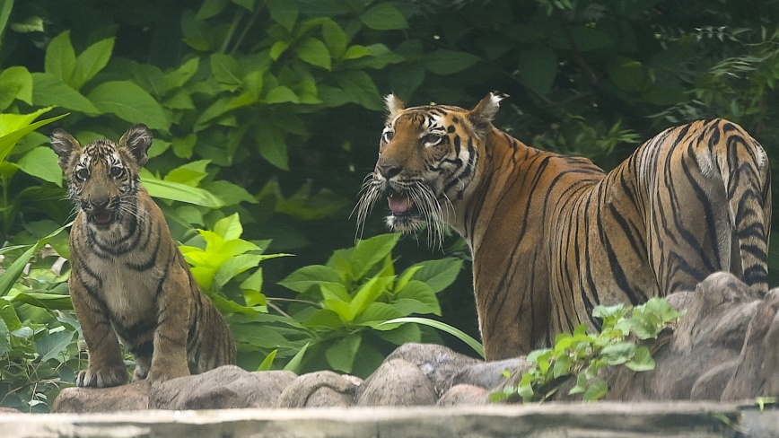 印度動物園慶祝雙胞胎虎仔周歲生日