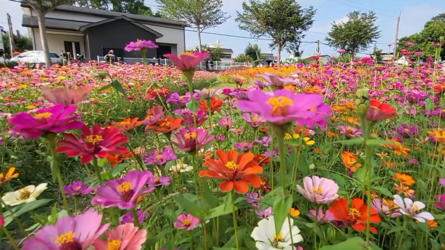 桃园花彩节周末大溪登场 打造22公顷梦幻花海