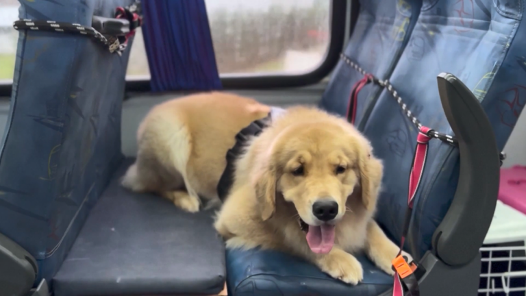 狗狗竟然也有校車 巴西狗巴士拉風又舒適