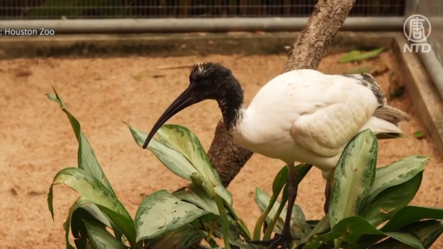 休斯頓動物園首次孵化馬達加斯加聖䴉