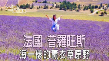 【飛向歐洲】法國普羅旺斯 美麗的薰衣草海洋（第三集 ）