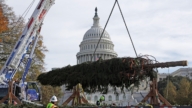 節日氣氛漸濃 美國國會大廈聖誕樹抵達