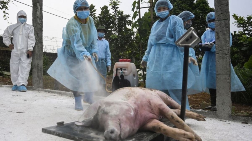 香港兩養豬場發生非洲豬瘟 已撲殺數千頭豬隻