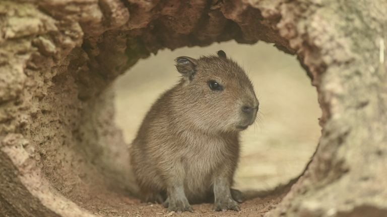 休斯頓動物園水豚幼崽名字映襯感恩節