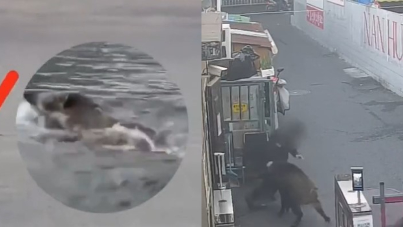 南京野猪12分钟横渡长江 闯入市区遭围捕（视频）