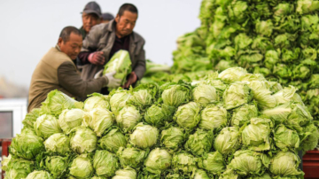 大陆白菜跌至每斤几分钱 菜农无奈打烂埋地里