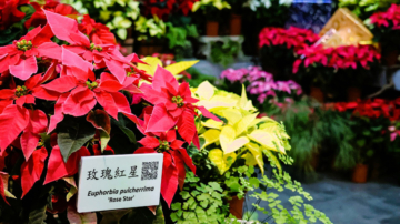 14種履歷聖誕紅 科博館植物園繽紛亮相