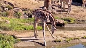 美腿太長喝不到水？長頸鹿寶寶的美麗煩惱