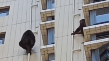 广东大猩猩爬居民楼 物业：爬太快没抓到（视频）