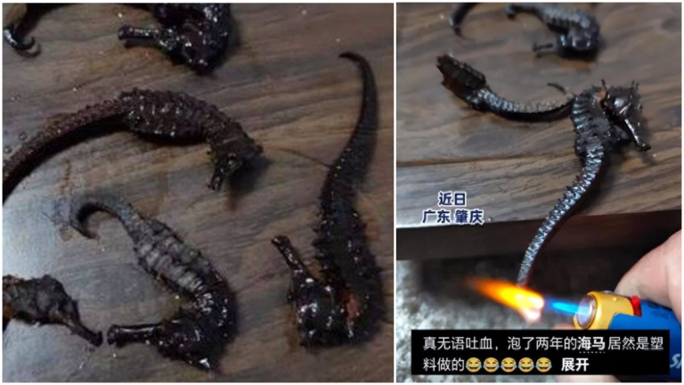 肇慶男買海馬泡藥酒 2年喝完發現海馬是塑料做的