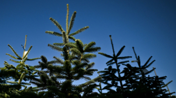 天然圣诞树散发木质香味 温度适宜有助长青