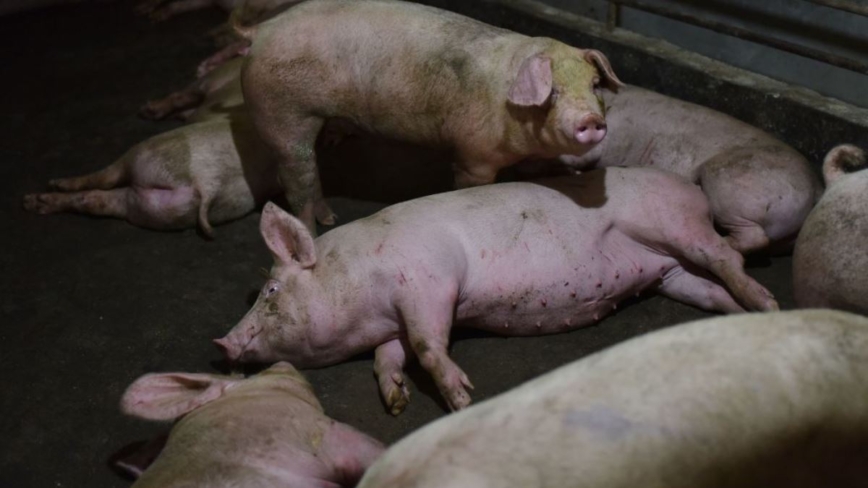 官方文件证实中国多省市非洲猪瘟扩大 疫情严峻
