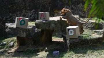 聖誕禮包魅力大 動物園嬌客爭相收禮好開心