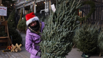 天然聖誕樹散發木質香味 溫度適宜有助長青