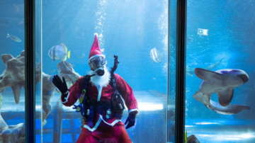 海底“圣诞老人”与鱼共舞 企鹅海龟收礼物