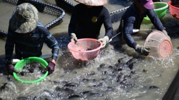 不再依賴中國市場 台灣石斑魚外銷市場已分散