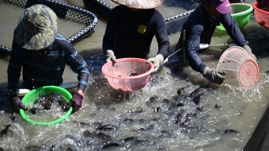 不再依賴中國市場 台灣石斑魚外銷市場已分散