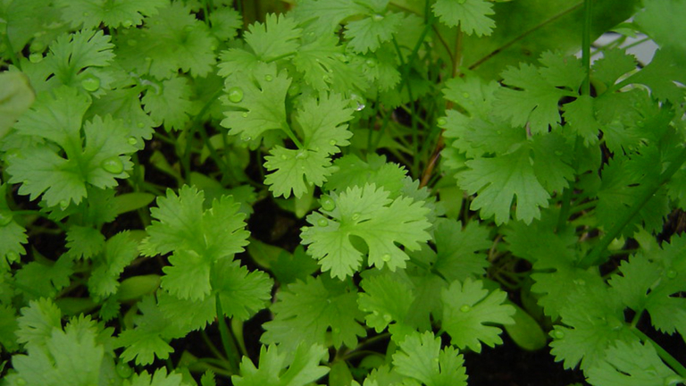 美容「草藥」 5種方法用香菜打造美麗肌膚