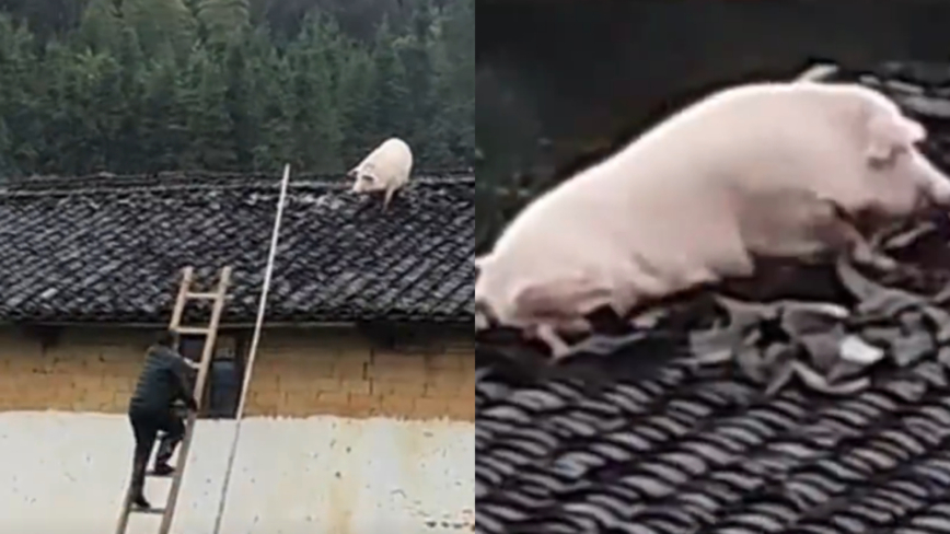 廣東豬目睹3同伴被宰 跳2米高屋頂逃命視頻熱傳