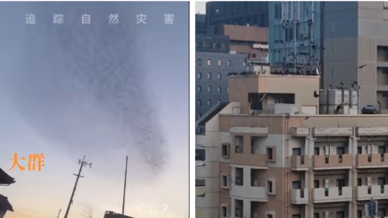 日本震前異象場面曝光：烏鴉滿天 大地起伏如呼吸