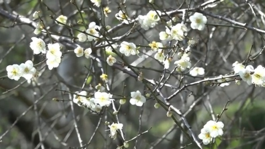 桃园石门水库迎枫红 雪白梅花接力绽放