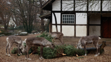 節日過後 柏林動物園成員享用「聖誕樹大餐」