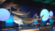 德州历史博物馆鲨鱼展 影音科普趣味多元