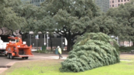 休斯顿市卸下圣诞树回收 鼓励市民效仿