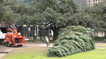 休斯頓市卸下聖誕樹回收 鼓勵市民效仿