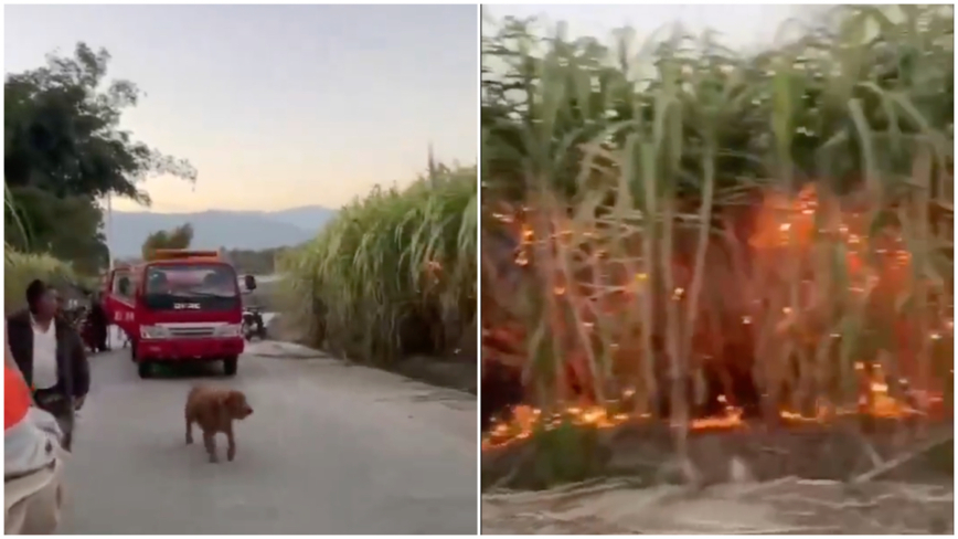 傳習近平摸過的甘蔗地被人放火 當局急滅火（視頻）