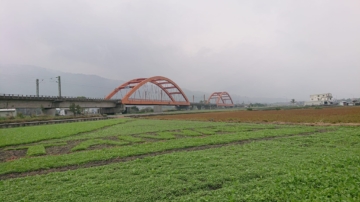 花蓮玉裡新打卡點 油菜花田裡有「台灣」