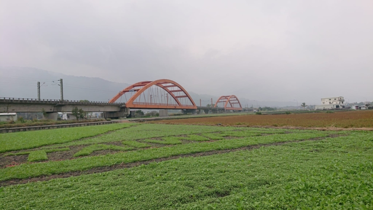 花蓮玉里新打卡點 油菜花田裡有「台灣」