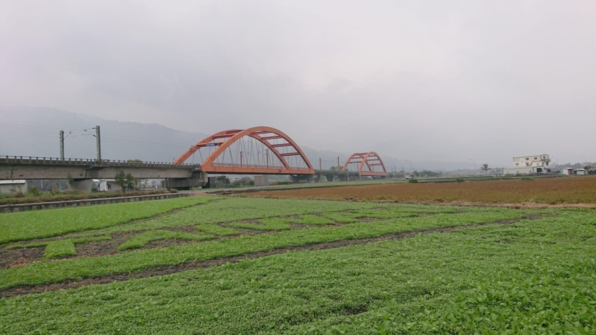 花蓮玉裡新打卡點 油菜花田裡有「台灣」