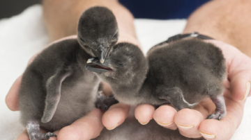穆迪花园水族馆孵化两只南极帽带企鹅