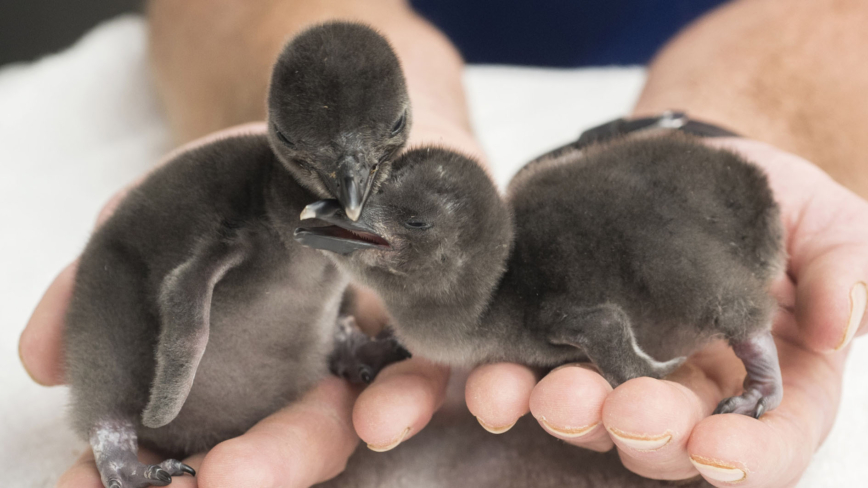 穆迪花园水族馆孵化两只南极帽带企鹅