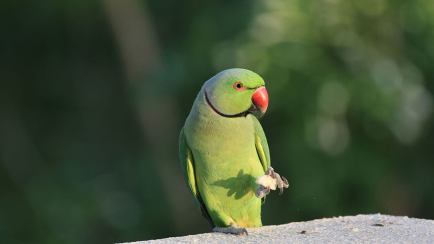 冒險計劃 英國動物園為說髒話鸚鵡開「矯正」班