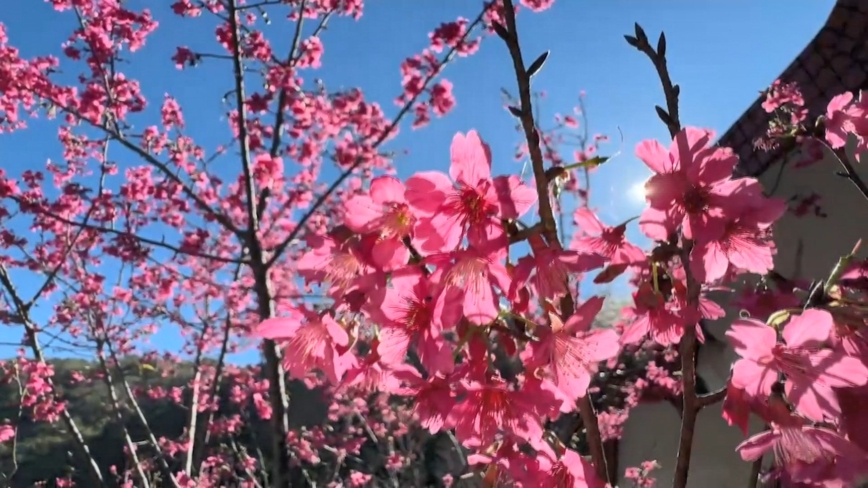 冬游南横美景 李花、茶花、樱花、梅花齐开