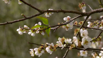 季节限定浪漫“梅”景 嘉义梅山公园梅花绽放