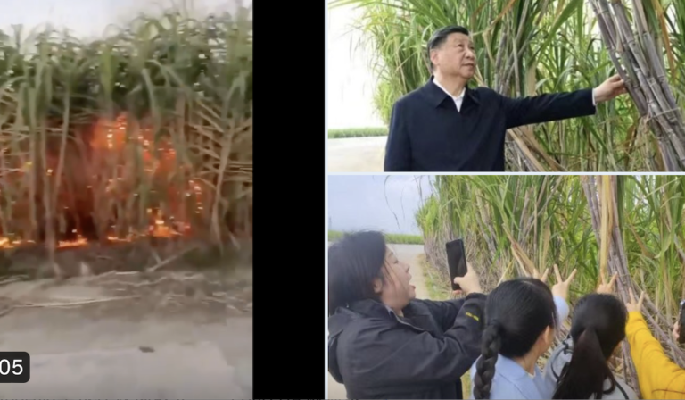 周曉輝：傳習患胰腺癌 是真是假？