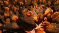 700万只鸡被安乐死 中北加州禽流感蔓延
