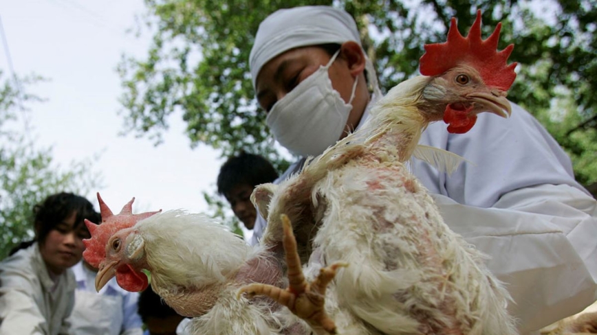 中國現流感與禽流感混合感染病例 患者已死亡