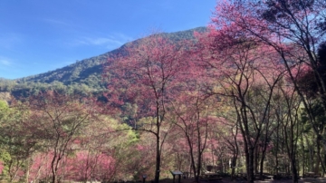 中部赏樱秘境 八仙山国家森林游乐区山樱花盛开